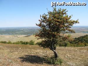 [P10] Păducelul (Crataegus monogyna) - un arbust întâlnit la Beştepe...  » foto by Neptunus
 - 
<span class="allrVoted glyphicon glyphicon-heart hidden" id="av473499"></span>
<a class="m-l-10 hidden" id="sv473499" onclick="voting_Foto_DelVot(,473499,4623)" role="button">șterge vot <span class="glyphicon glyphicon-remove"></span></a>
<a id="v9473499" class=" c-red"  onclick="voting_Foto_SetVot(473499)" role="button"><span class="glyphicon glyphicon-heart-empty"></span> <b>LIKE</b> = Votează poza</a> <img class="hidden"  id="f473499W9" src="/imagini/loader.gif" border="0" /><span class="AjErrMes hidden" id="e473499ErM"></span>