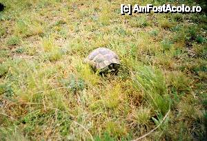 [P20] Broasca ţestoasă dobrogeană (Testudo graeca ibera), întâlnită pe Beştepe.  » foto by Neptunus
 - 
<span class="allrVoted glyphicon glyphicon-heart hidden" id="av473509"></span>
<a class="m-l-10 hidden" id="sv473509" onclick="voting_Foto_DelVot(,473509,4623)" role="button">șterge vot <span class="glyphicon glyphicon-remove"></span></a>
<a id="v9473509" class=" c-red"  onclick="voting_Foto_SetVot(473509)" role="button"><span class="glyphicon glyphicon-heart-empty"></span> <b>LIKE</b> = Votează poza</a> <img class="hidden"  id="f473509W9" src="/imagini/loader.gif" border="0" /><span class="AjErrMes hidden" id="e473509ErM"></span>