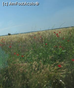 [P19] Câmp de maci » foto by Michi
 - 
<span class="allrVoted glyphicon glyphicon-heart hidden" id="av749512"></span>
<a class="m-l-10 hidden" id="sv749512" onclick="voting_Foto_DelVot(,749512,4623)" role="button">șterge vot <span class="glyphicon glyphicon-remove"></span></a>
<a id="v9749512" class=" c-red"  onclick="voting_Foto_SetVot(749512)" role="button"><span class="glyphicon glyphicon-heart-empty"></span> <b>LIKE</b> = Votează poza</a> <img class="hidden"  id="f749512W9" src="/imagini/loader.gif" border="0" /><span class="AjErrMes hidden" id="e749512ErM"></span>