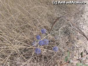 [P03] O pată de culoare în vegetația arsă de soare.  » foto by tata123 🔱
 - 
<span class="allrVoted glyphicon glyphicon-heart hidden" id="av601894"></span>
<a class="m-l-10 hidden" id="sv601894" onclick="voting_Foto_DelVot(,601894,4623)" role="button">șterge vot <span class="glyphicon glyphicon-remove"></span></a>
<a id="v9601894" class=" c-red"  onclick="voting_Foto_SetVot(601894)" role="button"><span class="glyphicon glyphicon-heart-empty"></span> <b>LIKE</b> = Votează poza</a> <img class="hidden"  id="f601894W9" src="/imagini/loader.gif" border="0" /><span class="AjErrMes hidden" id="e601894ErM"></span>
