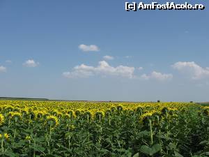 [P10] Lanuri întregi de floarea soarelui - Dobrogea.  » foto by tata123 🔱
 - 
<span class="allrVoted glyphicon glyphicon-heart hidden" id="av649183"></span>
<a class="m-l-10 hidden" id="sv649183" onclick="voting_Foto_DelVot(,649183,4623)" role="button">șterge vot <span class="glyphicon glyphicon-remove"></span></a>
<a id="v9649183" class=" c-red"  onclick="voting_Foto_SetVot(649183)" role="button"><span class="glyphicon glyphicon-heart-empty"></span> <b>LIKE</b> = Votează poza</a> <img class="hidden"  id="f649183W9" src="/imagini/loader.gif" border="0" /><span class="AjErrMes hidden" id="e649183ErM"></span>