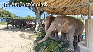 [P15] Samui Elephant Jungle Sanctuary » foto by elenaadina
 - 
<span class="allrVoted glyphicon glyphicon-heart hidden" id="av1527477"></span>
<a class="m-l-10 hidden" id="sv1527477" onclick="voting_Foto_DelVot(,1527477,4636)" role="button">șterge vot <span class="glyphicon glyphicon-remove"></span></a>
<a id="v91527477" class=" c-red"  onclick="voting_Foto_SetVot(1527477)" role="button"><span class="glyphicon glyphicon-heart-empty"></span> <b>LIKE</b> = Votează poza</a> <img class="hidden"  id="f1527477W9" src="/imagini/loader.gif" border="0" /><span class="AjErrMes hidden" id="e1527477ErM"></span>