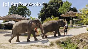 [P17] Samui Elephant Jungle Sanctuary » foto by elenaadina
 - 
<span class="allrVoted glyphicon glyphicon-heart hidden" id="av1527480"></span>
<a class="m-l-10 hidden" id="sv1527480" onclick="voting_Foto_DelVot(,1527480,4636)" role="button">șterge vot <span class="glyphicon glyphicon-remove"></span></a>
<a id="v91527480" class=" c-red"  onclick="voting_Foto_SetVot(1527480)" role="button"><span class="glyphicon glyphicon-heart-empty"></span> <b>LIKE</b> = Votează poza</a> <img class="hidden"  id="f1527480W9" src="/imagini/loader.gif" border="0" /><span class="AjErrMes hidden" id="e1527480ErM"></span>