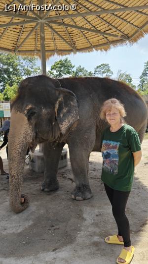 [P20] Samui Elephant Jungle Sanctuary » foto by elenaadina
 - 
<span class="allrVoted glyphicon glyphicon-heart hidden" id="av1527483"></span>
<a class="m-l-10 hidden" id="sv1527483" onclick="voting_Foto_DelVot(,1527483,4636)" role="button">șterge vot <span class="glyphicon glyphicon-remove"></span></a>
<a id="v91527483" class=" c-red"  onclick="voting_Foto_SetVot(1527483)" role="button"><span class="glyphicon glyphicon-heart-empty"></span> <b>LIKE</b> = Votează poza</a> <img class="hidden"  id="f1527483W9" src="/imagini/loader.gif" border="0" /><span class="AjErrMes hidden" id="e1527483ErM"></span>