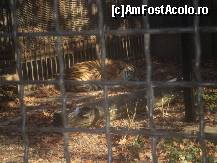 [P13] Daca va zic ca-i un caine nu ma credeti fiindca e un tigru la Zoo Baneasa Bucuresti » foto by RobertCodescu
 - 
<span class="allrVoted glyphicon glyphicon-heart hidden" id="av165957"></span>
<a class="m-l-10 hidden" id="sv165957" onclick="voting_Foto_DelVot(,165957,4638)" role="button">șterge vot <span class="glyphicon glyphicon-remove"></span></a>
<a id="v9165957" class=" c-red"  onclick="voting_Foto_SetVot(165957)" role="button"><span class="glyphicon glyphicon-heart-empty"></span> <b>LIKE</b> = Votează poza</a> <img class="hidden"  id="f165957W9" src="/imagini/loader.gif" border="0" /><span class="AjErrMes hidden" id="e165957ErM"></span>