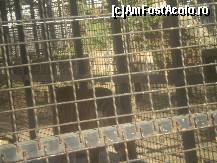 [P14] Un ... spate de tigru !!! La Zoo Baneasa Bucuresti ! » foto by RobertCodescu
 - 
<span class="allrVoted glyphicon glyphicon-heart hidden" id="av165959"></span>
<a class="m-l-10 hidden" id="sv165959" onclick="voting_Foto_DelVot(,165959,4638)" role="button">șterge vot <span class="glyphicon glyphicon-remove"></span></a>
<a id="v9165959" class=" c-red"  onclick="voting_Foto_SetVot(165959)" role="button"><span class="glyphicon glyphicon-heart-empty"></span> <b>LIKE</b> = Votează poza</a> <img class="hidden"  id="f165959W9" src="/imagini/loader.gif" border="0" /><span class="AjErrMes hidden" id="e165959ErM"></span>