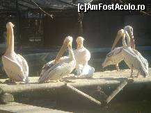 [P17] Sa nu ma intrebati cati pelicani erau la Zoo Baneasa Bucuresti ca NU stiu !!! » foto by RobertCodescu
 - 
<span class="allrVoted glyphicon glyphicon-heart hidden" id="av165964"></span>
<a class="m-l-10 hidden" id="sv165964" onclick="voting_Foto_DelVot(,165964,4638)" role="button">șterge vot <span class="glyphicon glyphicon-remove"></span></a>
<a id="v9165964" class=" c-red"  onclick="voting_Foto_SetVot(165964)" role="button"><span class="glyphicon glyphicon-heart-empty"></span> <b>LIKE</b> = Votează poza</a> <img class="hidden"  id="f165964W9" src="/imagini/loader.gif" border="0" /><span class="AjErrMes hidden" id="e165964ErM"></span>
