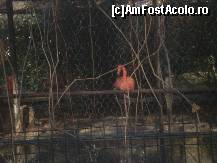 [P18] Pasarea roz zisa FLAMINGO aici la Zoo Baneasa Bucuresti !!! » foto by RobertCodescu
 - 
<span class="allrVoted glyphicon glyphicon-heart hidden" id="av165965"></span>
<a class="m-l-10 hidden" id="sv165965" onclick="voting_Foto_DelVot(,165965,4638)" role="button">șterge vot <span class="glyphicon glyphicon-remove"></span></a>
<a id="v9165965" class=" c-red"  onclick="voting_Foto_SetVot(165965)" role="button"><span class="glyphicon glyphicon-heart-empty"></span> <b>LIKE</b> = Votează poza</a> <img class="hidden"  id="f165965W9" src="/imagini/loader.gif" border="0" /><span class="AjErrMes hidden" id="e165965ErM"></span>