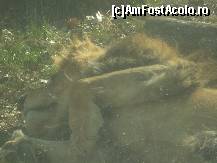 [P04] NU nu este leul greu ci un leu plictisit la Zoo Baneasa Bucuresti » foto by RobertCodescu
 - 
<span class="allrVoted glyphicon glyphicon-heart hidden" id="av165944"></span>
<a class="m-l-10 hidden" id="sv165944" onclick="voting_Foto_DelVot(,165944,4638)" role="button">șterge vot <span class="glyphicon glyphicon-remove"></span></a>
<a id="v9165944" class=" c-red"  onclick="voting_Foto_SetVot(165944)" role="button"><span class="glyphicon glyphicon-heart-empty"></span> <b>LIKE</b> = Votează poza</a> <img class="hidden"  id="f165944W9" src="/imagini/loader.gif" border="0" /><span class="AjErrMes hidden" id="e165944ErM"></span>