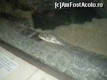 [P05] DOAR un ... piton la Zoo Baneasa Bucuresti » foto by RobertCodescu
 - 
<span class="allrVoted glyphicon glyphicon-heart hidden" id="av165945"></span>
<a class="m-l-10 hidden" id="sv165945" onclick="voting_Foto_DelVot(,165945,4638)" role="button">șterge vot <span class="glyphicon glyphicon-remove"></span></a>
<a id="v9165945" class=" c-red"  onclick="voting_Foto_SetVot(165945)" role="button"><span class="glyphicon glyphicon-heart-empty"></span> <b>LIKE</b> = Votează poza</a> <img class="hidden"  id="f165945W9" src="/imagini/loader.gif" border="0" /><span class="AjErrMes hidden" id="e165945ErM"></span>