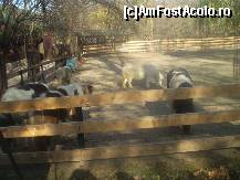 [P06] ponei ponei ponei dar mie mi-ar fi atarnat picioarele de pamant !!! La Zoo Baneasa Bucuresti. » foto by RobertCodescu
 - 
<span class="allrVoted glyphicon glyphicon-heart hidden" id="av165947"></span>
<a class="m-l-10 hidden" id="sv165947" onclick="voting_Foto_DelVot(,165947,4638)" role="button">șterge vot <span class="glyphicon glyphicon-remove"></span></a>
<a id="v9165947" class=" c-red"  onclick="voting_Foto_SetVot(165947)" role="button"><span class="glyphicon glyphicon-heart-empty"></span> <b>LIKE</b> = Votează poza</a> <img class="hidden"  id="f165947W9" src="/imagini/loader.gif" border="0" /><span class="AjErrMes hidden" id="e165947ErM"></span>