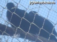 [P08] Asta-i o acvila !!! La Zoo Baneasa Bucuresti !!! » foto by RobertCodescu
 - 
<span class="allrVoted glyphicon glyphicon-heart hidden" id="av165950"></span>
<a class="m-l-10 hidden" id="sv165950" onclick="voting_Foto_DelVot(,165950,4638)" role="button">șterge vot <span class="glyphicon glyphicon-remove"></span></a>
<a id="v9165950" class=" c-red"  onclick="voting_Foto_SetVot(165950)" role="button"><span class="glyphicon glyphicon-heart-empty"></span> <b>LIKE</b> = Votează poza</a> <img class="hidden"  id="f165950W9" src="/imagini/loader.gif" border="0" /><span class="AjErrMes hidden" id="e165950ErM"></span>