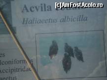 [P09] E CLAR stiti ce pasare e asta !!! » foto by RobertCodescu
 - 
<span class="allrVoted glyphicon glyphicon-heart hidden" id="av165951"></span>
<a class="m-l-10 hidden" id="sv165951" onclick="voting_Foto_DelVot(,165951,4638)" role="button">șterge vot <span class="glyphicon glyphicon-remove"></span></a>
<a id="v9165951" class=" c-red"  onclick="voting_Foto_SetVot(165951)" role="button"><span class="glyphicon glyphicon-heart-empty"></span> <b>LIKE</b> = Votează poza</a> <img class="hidden"  id="f165951W9" src="/imagini/loader.gif" border="0" /><span class="AjErrMes hidden" id="e165951ErM"></span>