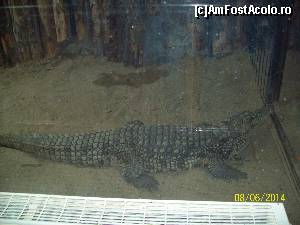 [P11] Crocodilul de nil, inspirand teama.  » foto by DanTal74
 - 
<span class="allrVoted glyphicon glyphicon-heart hidden" id="av583291"></span>
<a class="m-l-10 hidden" id="sv583291" onclick="voting_Foto_DelVot(,583291,4638)" role="button">șterge vot <span class="glyphicon glyphicon-remove"></span></a>
<a id="v9583291" class=" c-red"  onclick="voting_Foto_SetVot(583291)" role="button"><span class="glyphicon glyphicon-heart-empty"></span> <b>LIKE</b> = Votează poza</a> <img class="hidden"  id="f583291W9" src="/imagini/loader.gif" border="0" /><span class="AjErrMes hidden" id="e583291ErM"></span>