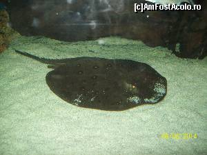[P12] Pisica de apa dulce, interesanta dar periculoasa.  » foto by DanTal74
 - 
<span class="allrVoted glyphicon glyphicon-heart hidden" id="av583292"></span>
<a class="m-l-10 hidden" id="sv583292" onclick="voting_Foto_DelVot(,583292,4638)" role="button">șterge vot <span class="glyphicon glyphicon-remove"></span></a>
<a id="v9583292" class=" c-red"  onclick="voting_Foto_SetVot(583292)" role="button"><span class="glyphicon glyphicon-heart-empty"></span> <b>LIKE</b> = Votează poza</a> <img class="hidden"  id="f583292W9" src="/imagini/loader.gif" border="0" /><span class="AjErrMes hidden" id="e583292ErM"></span>