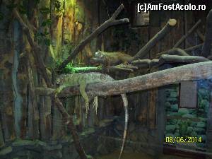 [P17] Iguana verde.  » foto by DanTal74
 - 
<span class="allrVoted glyphicon glyphicon-heart hidden" id="av586044"></span>
<a class="m-l-10 hidden" id="sv586044" onclick="voting_Foto_DelVot(,586044,4638)" role="button">șterge vot <span class="glyphicon glyphicon-remove"></span></a>
<a id="v9586044" class=" c-red"  onclick="voting_Foto_SetVot(586044)" role="button"><span class="glyphicon glyphicon-heart-empty"></span> <b>LIKE</b> = Votează poza</a> <img class="hidden"  id="f586044W9" src="/imagini/loader.gif" border="0" /><span class="AjErrMes hidden" id="e586044ErM"></span>