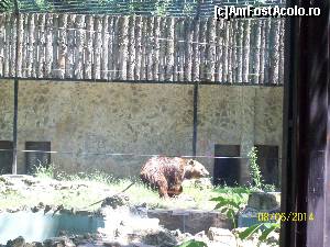 [P21] Ursul arctos, putin agitat din cauza caldurii.  » foto by DanTal74
 - 
<span class="allrVoted glyphicon glyphicon-heart hidden" id="av586048"></span>
<a class="m-l-10 hidden" id="sv586048" onclick="voting_Foto_DelVot(,586048,4638)" role="button">șterge vot <span class="glyphicon glyphicon-remove"></span></a>
<a id="v9586048" class=" c-red"  onclick="voting_Foto_SetVot(586048)" role="button"><span class="glyphicon glyphicon-heart-empty"></span> <b>LIKE</b> = Votează poza</a> <img class="hidden"  id="f586048W9" src="/imagini/loader.gif" border="0" /><span class="AjErrMes hidden" id="e586048ErM"></span>
