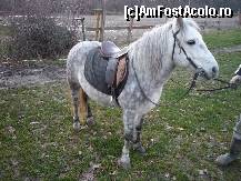 [P15] Clubul de Calarie Riding - El este Jerry. Nu, ca-i superb? » foto by Horia
 - 
<span class="allrVoted glyphicon glyphicon-heart hidden" id="av173316"></span>
<a class="m-l-10 hidden" id="sv173316" onclick="voting_Foto_DelVot(,173316,4638)" role="button">șterge vot <span class="glyphicon glyphicon-remove"></span></a>
<a id="v9173316" class=" c-red"  onclick="voting_Foto_SetVot(173316)" role="button"><span class="glyphicon glyphicon-heart-empty"></span> <b>LIKE</b> = Votează poza</a> <img class="hidden"  id="f173316W9" src="/imagini/loader.gif" border="0" /><span class="AjErrMes hidden" id="e173316ErM"></span>