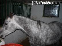 [P18] Clubul de Calarie Riding - Un cal sur in boxa. » foto by Horia
 - 
<span class="allrVoted glyphicon glyphicon-heart hidden" id="av173319"></span>
<a class="m-l-10 hidden" id="sv173319" onclick="voting_Foto_DelVot(,173319,4638)" role="button">șterge vot <span class="glyphicon glyphicon-remove"></span></a>
<a id="v9173319" class=" c-red"  onclick="voting_Foto_SetVot(173319)" role="button"><span class="glyphicon glyphicon-heart-empty"></span> <b>LIKE</b> = Votează poza</a> <img class="hidden"  id="f173319W9" src="/imagini/loader.gif" border="0" /><span class="AjErrMes hidden" id="e173319ErM"></span>