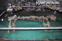 [P18] Un alt schelet de urs reconstituit de data aceasta in Pestera Muierilor » foto by elena_iasi
 - 
<span class="allrVoted glyphicon glyphicon-heart hidden" id="av277889"></span>
<a class="m-l-10 hidden" id="sv277889" onclick="voting_Foto_DelVot(,277889,4656)" role="button">șterge vot <span class="glyphicon glyphicon-remove"></span></a>
<a id="v9277889" class=" c-red"  onclick="voting_Foto_SetVot(277889)" role="button"><span class="glyphicon glyphicon-heart-empty"></span> <b>LIKE</b> = Votează poza</a> <img class="hidden"  id="f277889W9" src="/imagini/loader.gif" border="0" /><span class="AjErrMes hidden" id="e277889ErM"></span>