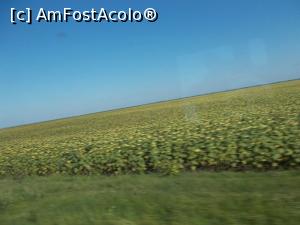 [P13] Floarea Soarelui. Sorica sau Rasarica. » foto by Zoazore
 - 
<span class="allrVoted glyphicon glyphicon-heart hidden" id="av1380867"></span>
<a class="m-l-10 hidden" id="sv1380867" onclick="voting_Foto_DelVot(,1380867,4656)" role="button">șterge vot <span class="glyphicon glyphicon-remove"></span></a>
<a id="v91380867" class=" c-red"  onclick="voting_Foto_SetVot(1380867)" role="button"><span class="glyphicon glyphicon-heart-empty"></span> <b>LIKE</b> = Votează poza</a> <img class="hidden"  id="f1380867W9" src="/imagini/loader.gif" border="0" /><span class="AjErrMes hidden" id="e1380867ErM"></span>