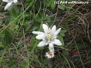[P26] Traseul Babele-Crucea Caraiman » foto by Chloe
 - 
<span class="allrVoted glyphicon glyphicon-heart hidden" id="av638260"></span>
<a class="m-l-10 hidden" id="sv638260" onclick="voting_Foto_DelVot(,638260,4656)" role="button">șterge vot <span class="glyphicon glyphicon-remove"></span></a>
<a id="v9638260" class=" c-red"  onclick="voting_Foto_SetVot(638260)" role="button"><span class="glyphicon glyphicon-heart-empty"></span> <b>LIKE</b> = Votează poza</a> <img class="hidden"  id="f638260W9" src="/imagini/loader.gif" border="0" /><span class="AjErrMes hidden" id="e638260ErM"></span>