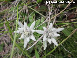 [P27] Traseul Babele-Crucea Caraiman » foto by Chloe
 - 
<span class="allrVoted glyphicon glyphicon-heart hidden" id="av638261"></span>
<a class="m-l-10 hidden" id="sv638261" onclick="voting_Foto_DelVot(,638261,4656)" role="button">șterge vot <span class="glyphicon glyphicon-remove"></span></a>
<a id="v9638261" class=" c-red"  onclick="voting_Foto_SetVot(638261)" role="button"><span class="glyphicon glyphicon-heart-empty"></span> <b>LIKE</b> = Votează poza</a> <img class="hidden"  id="f638261W9" src="/imagini/loader.gif" border="0" /><span class="AjErrMes hidden" id="e638261ErM"></span>