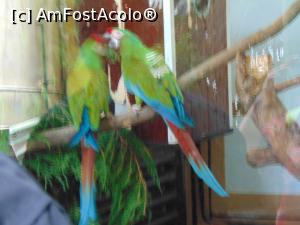[P26] Doi papagali, care vorbesc despre cei care se uita la ei si le fac poze la Zoo Tg Mures ... » foto by liviu49
 - 
<span class="allrVoted glyphicon glyphicon-heart hidden" id="av1305044"></span>
<a class="m-l-10 hidden" id="sv1305044" onclick="voting_Foto_DelVot(,1305044,4656)" role="button">șterge vot <span class="glyphicon glyphicon-remove"></span></a>
<a id="v91305044" class=" c-red"  onclick="voting_Foto_SetVot(1305044)" role="button"><span class="glyphicon glyphicon-heart-empty"></span> <b>LIKE</b> = Votează poza</a> <img class="hidden"  id="f1305044W9" src="/imagini/loader.gif" border="0" /><span class="AjErrMes hidden" id="e1305044ErM"></span>