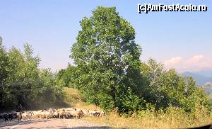 [P11] CINE SPUNEA CĂ ŞOSEAUA NU E CIRCULATĂ? » foto by Michi
 - 
<span class="allrVoted glyphicon glyphicon-heart hidden" id="av668136"></span>
<a class="m-l-10 hidden" id="sv668136" onclick="voting_Foto_DelVot(,668136,4656)" role="button">șterge vot <span class="glyphicon glyphicon-remove"></span></a>
<a id="v9668136" class=" c-red"  onclick="voting_Foto_SetVot(668136)" role="button"><span class="glyphicon glyphicon-heart-empty"></span> <b>LIKE</b> = Votează poza</a> <img class="hidden"  id="f668136W9" src="/imagini/loader.gif" border="0" /><span class="AjErrMes hidden" id="e668136ErM"></span>