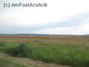 [P04] Roșu sângeriu - câmp de maci lângă Florești, Prahova.  » foto by tata123 🔱
 - 
<span class="allrVoted glyphicon glyphicon-heart hidden" id="av744220"></span>
<a class="m-l-10 hidden" id="sv744220" onclick="voting_Foto_DelVot(,744220,4656)" role="button">șterge vot <span class="glyphicon glyphicon-remove"></span></a>
<a id="v9744220" class=" c-red"  onclick="voting_Foto_SetVot(744220)" role="button"><span class="glyphicon glyphicon-heart-empty"></span> <b>LIKE</b> = Votează poza</a> <img class="hidden"  id="f744220W9" src="/imagini/loader.gif" border="0" /><span class="AjErrMes hidden" id="e744220ErM"></span>