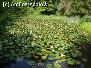 [P16] Acesta este lacul cu nuferi albi din partea dreaptă a aleii de acces.  » foto by Floryn81
 - 
<span class="allrVoted glyphicon glyphicon-heart hidden" id="av877758"></span>
<a class="m-l-10 hidden" id="sv877758" onclick="voting_Foto_DelVot(,877758,4666)" role="button">șterge vot <span class="glyphicon glyphicon-remove"></span></a>
<a id="v9877758" class=" c-red"  onclick="voting_Foto_SetVot(877758)" role="button"><span class="glyphicon glyphicon-heart-empty"></span> <b>LIKE</b> = Votează poza</a> <img class="hidden"  id="f877758W9" src="/imagini/loader.gif" border="0" /><span class="AjErrMes hidden" id="e877758ErM"></span>