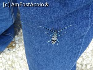 [P08] Umblând prin ierburi am „achiziționat” o insectă colorată.  » foto by tata123 🔱
 - 
<span class="allrVoted glyphicon glyphicon-heart hidden" id="av986978"></span>
<a class="m-l-10 hidden" id="sv986978" onclick="voting_Foto_DelVot(,986978,4666)" role="button">șterge vot <span class="glyphicon glyphicon-remove"></span></a>
<a id="v9986978" class=" c-red"  onclick="voting_Foto_SetVot(986978)" role="button"><span class="glyphicon glyphicon-heart-empty"></span> <b>LIKE</b> = Votează poza</a> <img class="hidden"  id="f986978W9" src="/imagini/loader.gif" border="0" /><span class="AjErrMes hidden" id="e986978ErM"></span>
