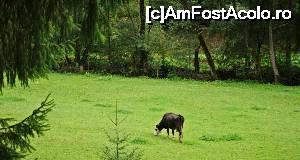 [P05]  -- <small>// FĂRĂ DESCRIERE</small> » foto by Mina12
 - 
<span class="allrVoted glyphicon glyphicon-heart hidden" id="av694625"></span>
<a class="m-l-10 hidden" id="sv694625" onclick="voting_Foto_DelVot(,694625,4675)" role="button">șterge vot <span class="glyphicon glyphicon-remove"></span></a>
<a id="v9694625" class=" c-red"  onclick="voting_Foto_SetVot(694625)" role="button"><span class="glyphicon glyphicon-heart-empty"></span> <b>LIKE</b> = Votează poza</a> <img class="hidden"  id="f694625W9" src="/imagini/loader.gif" border="0" /><span class="AjErrMes hidden" id="e694625ErM"></span>