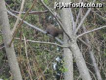 [P07] veverita in ...plina miscare speriata de aparitia noastra. » foto by sandu.53
 - 
<span class="allrVoted glyphicon glyphicon-heart hidden" id="av132936"></span>
<a class="m-l-10 hidden" id="sv132936" onclick="voting_Foto_DelVot(,132936,4690)" role="button">șterge vot <span class="glyphicon glyphicon-remove"></span></a>
<a id="v9132936" class=" c-red"  onclick="voting_Foto_SetVot(132936)" role="button"><span class="glyphicon glyphicon-heart-empty"></span> <b>LIKE</b> = Votează poza</a> <img class="hidden"  id="f132936W9" src="/imagini/loader.gif" border="0" /><span class="AjErrMes hidden" id="e132936ErM"></span>