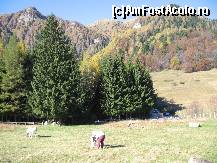 [P05] superba poiana din fata complexului Stana Regala , peisaj tomnatic de vis si animalutele care fac deliciul copiilor ; in imagine un ren si o caprita mangaiata de un copilas. » foto by mirelutza
 - 
<span class="allrVoted glyphicon glyphicon-heart hidden" id="av165714"></span>
<a class="m-l-10 hidden" id="sv165714" onclick="voting_Foto_DelVot(,165714,4690)" role="button">șterge vot <span class="glyphicon glyphicon-remove"></span></a>
<a id="v9165714" class=" c-red"  onclick="voting_Foto_SetVot(165714)" role="button"><span class="glyphicon glyphicon-heart-empty"></span> <b>LIKE</b> = Votează poza</a> <img class="hidden"  id="f165714W9" src="/imagini/loader.gif" border="0" /><span class="AjErrMes hidden" id="e165714ErM"></span>