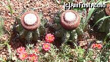 [P16] Cactusi » foto by irinagh
 - 
<span class="allrVoted glyphicon glyphicon-heart hidden" id="av129052"></span>
<a class="m-l-10 hidden" id="sv129052" onclick="voting_Foto_DelVot(,129052,4692)" role="button">șterge vot <span class="glyphicon glyphicon-remove"></span></a>
<a id="v9129052" class=" c-red"  onclick="voting_Foto_SetVot(129052)" role="button"><span class="glyphicon glyphicon-heart-empty"></span> <b>LIKE</b> = Votează poza</a> <img class="hidden"  id="f129052W9" src="/imagini/loader.gif" border="0" /><span class="AjErrMes hidden" id="e129052ErM"></span>