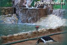[P19] zoo » foto by catahappy
 - 
<span class="allrVoted glyphicon glyphicon-heart hidden" id="av17784"></span>
<a class="m-l-10 hidden" id="sv17784" onclick="voting_Foto_DelVot(,17784,4692)" role="button">șterge vot <span class="glyphicon glyphicon-remove"></span></a>
<a id="v917784" class=" c-red"  onclick="voting_Foto_SetVot(17784)" role="button"><span class="glyphicon glyphicon-heart-empty"></span> <b>LIKE</b> = Votează poza</a> <img class="hidden"  id="f17784W9" src="/imagini/loader.gif" border="0" /><span class="AjErrMes hidden" id="e17784ErM"></span>