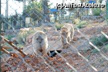 [P20] zoo » foto by catahappy
 - 
<span class="allrVoted glyphicon glyphicon-heart hidden" id="av17785"></span>
<a class="m-l-10 hidden" id="sv17785" onclick="voting_Foto_DelVot(,17785,4692)" role="button">șterge vot <span class="glyphicon glyphicon-remove"></span></a>
<a id="v917785" class=" c-red"  onclick="voting_Foto_SetVot(17785)" role="button"><span class="glyphicon glyphicon-heart-empty"></span> <b>LIKE</b> = Votează poza</a> <img class="hidden"  id="f17785W9" src="/imagini/loader.gif" border="0" /><span class="AjErrMes hidden" id="e17785ErM"></span>