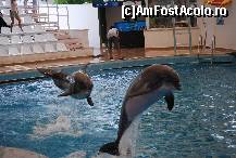 [P03] spectacol delfinariu » foto by catahappy
 - 
<span class="allrVoted glyphicon glyphicon-heart hidden" id="av17686"></span>
<a class="m-l-10 hidden" id="sv17686" onclick="voting_Foto_DelVot(,17686,4692)" role="button">șterge vot <span class="glyphicon glyphicon-remove"></span></a>
<a id="v917686" class=" c-red"  onclick="voting_Foto_SetVot(17686)" role="button"><span class="glyphicon glyphicon-heart-empty"></span> <b>LIKE</b> = Votează poza</a> <img class="hidden"  id="f17686W9" src="/imagini/loader.gif" border="0" /><span class="AjErrMes hidden" id="e17686ErM"></span>