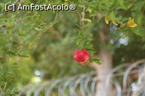 [P11]  -- <small>// FĂRĂ DESCRIERE</small> » foto by Alina Roxana
 - 
<span class="allrVoted glyphicon glyphicon-heart hidden" id="av1144532"></span>
<a class="m-l-10 hidden" id="sv1144532" onclick="voting_Foto_DelVot(,1144532,4692)" role="button">șterge vot <span class="glyphicon glyphicon-remove"></span></a>
<a id="v91144532" class=" c-red"  onclick="voting_Foto_SetVot(1144532)" role="button"><span class="glyphicon glyphicon-heart-empty"></span> <b>LIKE</b> = Votează poza</a> <img class="hidden"  id="f1144532W9" src="/imagini/loader.gif" border="0" /><span class="AjErrMes hidden" id="e1144532ErM"></span>