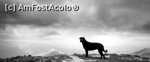 [P04] Un  munțocățel » foto by Mika
 - 
<span class="allrVoted glyphicon glyphicon-heart hidden" id="av1163532"></span>
<a class="m-l-10 hidden" id="sv1163532" onclick="voting_Foto_DelVot(,1163532,4696)" role="button">șterge vot <span class="glyphicon glyphicon-remove"></span></a>
<a id="v91163532" class=" c-red"  onclick="voting_Foto_SetVot(1163532)" role="button"><span class="glyphicon glyphicon-heart-empty"></span> <b>LIKE</b> = Votează poza</a> <img class="hidden"  id="f1163532W9" src="/imagini/loader.gif" border="0" /><span class="AjErrMes hidden" id="e1163532ErM"></span>