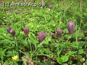 [P04] Sunt și floricele galbele pe lângă...  » foto by CATAAS
 - 
<span class="allrVoted glyphicon glyphicon-heart hidden" id="av958578"></span>
<a class="m-l-10 hidden" id="sv958578" onclick="voting_Foto_DelVot(,958578,4721)" role="button">șterge vot <span class="glyphicon glyphicon-remove"></span></a>
<a id="v9958578" class=" c-red"  onclick="voting_Foto_SetVot(958578)" role="button"><span class="glyphicon glyphicon-heart-empty"></span> <b>LIKE</b> = Votează poza</a> <img class="hidden"  id="f958578W9" src="/imagini/loader.gif" border="0" /><span class="AjErrMes hidden" id="e958578ErM"></span>