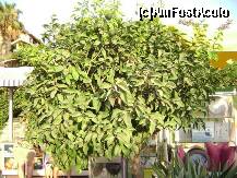 [P17] Mandarin cu fructe » foto by Simonaaa*
 - 
<span class="allrVoted glyphicon glyphicon-heart hidden" id="av238095"></span>
<a class="m-l-10 hidden" id="sv238095" onclick="voting_Foto_DelVot(,238095,4724)" role="button">șterge vot <span class="glyphicon glyphicon-remove"></span></a>
<a id="v9238095" class=" c-red"  onclick="voting_Foto_SetVot(238095)" role="button"><span class="glyphicon glyphicon-heart-empty"></span> <b>LIKE</b> = Votează poza</a> <img class="hidden"  id="f238095W9" src="/imagini/loader.gif" border="0" /><span class="AjErrMes hidden" id="e238095ErM"></span>