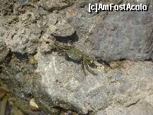 [P21] Crab » foto by Simonaaa*
 - 
<span class="allrVoted glyphicon glyphicon-heart hidden" id="av238099"></span>
<a class="m-l-10 hidden" id="sv238099" onclick="voting_Foto_DelVot(,238099,4724)" role="button">șterge vot <span class="glyphicon glyphicon-remove"></span></a>
<a id="v9238099" class=" c-red"  onclick="voting_Foto_SetVot(238099)" role="button"><span class="glyphicon glyphicon-heart-empty"></span> <b>LIKE</b> = Votează poza</a> <img class="hidden"  id="f238099W9" src="/imagini/loader.gif" border="0" /><span class="AjErrMes hidden" id="e238099ErM"></span>