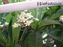 [P23] Ficus inflorit » foto by Simonaaa*
 - 
<span class="allrVoted glyphicon glyphicon-heart hidden" id="av238101"></span>
<a class="m-l-10 hidden" id="sv238101" onclick="voting_Foto_DelVot(,238101,4724)" role="button">șterge vot <span class="glyphicon glyphicon-remove"></span></a>
<a id="v9238101" class=" c-red"  onclick="voting_Foto_SetVot(238101)" role="button"><span class="glyphicon glyphicon-heart-empty"></span> <b>LIKE</b> = Votează poza</a> <img class="hidden"  id="f238101W9" src="/imagini/loader.gif" border="0" /><span class="AjErrMes hidden" id="e238101ErM"></span>