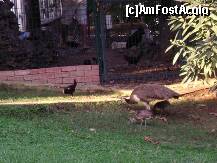 [P25] Paunita cu puii si cocosul acela guraliv » foto by Simonaaa*
 - 
<span class="allrVoted glyphicon glyphicon-heart hidden" id="av238103"></span>
<a class="m-l-10 hidden" id="sv238103" onclick="voting_Foto_DelVot(,238103,4724)" role="button">șterge vot <span class="glyphicon glyphicon-remove"></span></a>
<a id="v9238103" class=" c-red"  onclick="voting_Foto_SetVot(238103)" role="button"><span class="glyphicon glyphicon-heart-empty"></span> <b>LIKE</b> = Votează poza</a> <img class="hidden"  id="f238103W9" src="/imagini/loader.gif" border="0" /><span class="AjErrMes hidden" id="e238103ErM"></span>