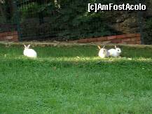 [P26] Iepurasii » foto by Simonaaa*
 - 
<span class="allrVoted glyphicon glyphicon-heart hidden" id="av238104"></span>
<a class="m-l-10 hidden" id="sv238104" onclick="voting_Foto_DelVot(,238104,4724)" role="button">șterge vot <span class="glyphicon glyphicon-remove"></span></a>
<a id="v9238104" class=" c-red"  onclick="voting_Foto_SetVot(238104)" role="button"><span class="glyphicon glyphicon-heart-empty"></span> <b>LIKE</b> = Votează poza</a> <img class="hidden"  id="f238104W9" src="/imagini/loader.gif" border="0" /><span class="AjErrMes hidden" id="e238104ErM"></span>