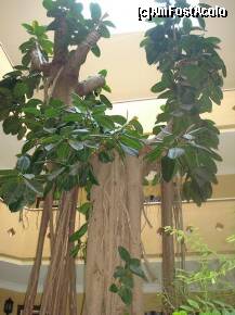 [P03] Ficusul urias din mijlocul uneia dintre cladiri. » foto by Simonaaa*
 - 
<span class="allrVoted glyphicon glyphicon-heart hidden" id="av237581"></span>
<a class="m-l-10 hidden" id="sv237581" onclick="voting_Foto_DelVot(,237581,4724)" role="button">șterge vot <span class="glyphicon glyphicon-remove"></span></a>
<a id="v9237581" class=" c-red"  onclick="voting_Foto_SetVot(237581)" role="button"><span class="glyphicon glyphicon-heart-empty"></span> <b>LIKE</b> = Votează poza</a> <img class="hidden"  id="f237581W9" src="/imagini/loader.gif" border="0" /><span class="AjErrMes hidden" id="e237581ErM"></span>