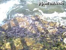 [P31] Corali » foto by Simonaaa*
 - 
<span class="allrVoted glyphicon glyphicon-heart hidden" id="av238109"></span>
<a class="m-l-10 hidden" id="sv238109" onclick="voting_Foto_DelVot(,238109,4724)" role="button">șterge vot <span class="glyphicon glyphicon-remove"></span></a>
<a id="v9238109" class=" c-red"  onclick="voting_Foto_SetVot(238109)" role="button"><span class="glyphicon glyphicon-heart-empty"></span> <b>LIKE</b> = Votează poza</a> <img class="hidden"  id="f238109W9" src="/imagini/loader.gif" border="0" /><span class="AjErrMes hidden" id="e238109ErM"></span>