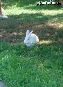 [P06] Unul dintre cei 3 iepurasi. Acesta a stat noaptea sa punem mana pe el. » foto by Simonaaa*
 - 
<span class="allrVoted glyphicon glyphicon-heart hidden" id="av237588"></span>
<a class="m-l-10 hidden" id="sv237588" onclick="voting_Foto_DelVot(,237588,4724)" role="button">șterge vot <span class="glyphicon glyphicon-remove"></span></a>
<a id="v9237588" class=" c-red"  onclick="voting_Foto_SetVot(237588)" role="button"><span class="glyphicon glyphicon-heart-empty"></span> <b>LIKE</b> = Votează poza</a> <img class="hidden"  id="f237588W9" src="/imagini/loader.gif" border="0" /><span class="AjErrMes hidden" id="e237588ErM"></span>